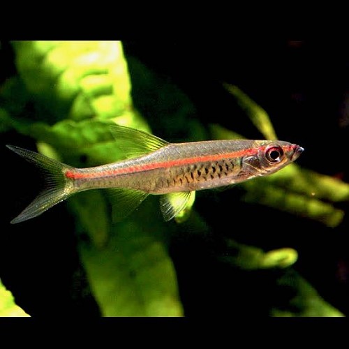 Rasbora pauciperforata - Glühlichtrasbora